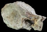 Agujaceratops Vertebrae - Aguja Formation, Texas #88712-7